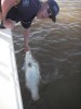 Releasing my barra