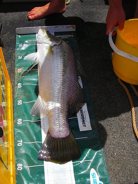 Another pic of Brad's 80cm Barra