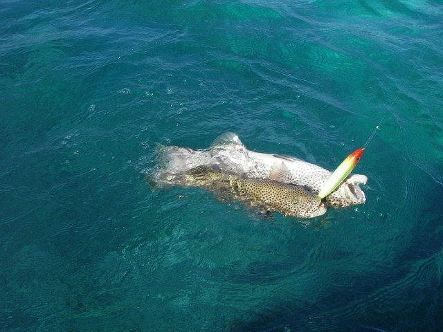 Two trout on one stickbait