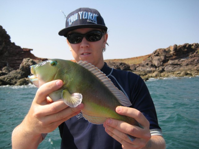 jay with a small bluebone