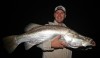 102cm Hedland Baz