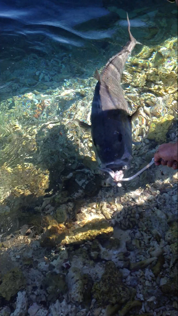 hand fed fresh squid