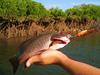 small dampier jack, released