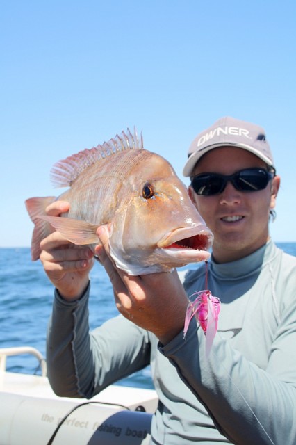 Blue-lined emperor on Jig