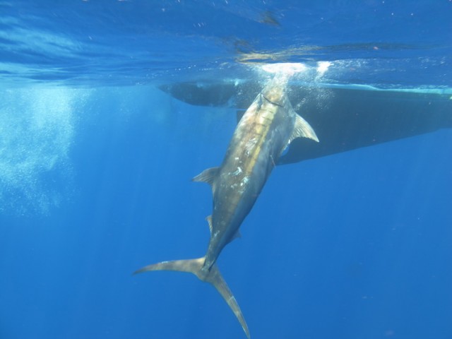 Blue Marlin - Monties - Mahi Mahi 11