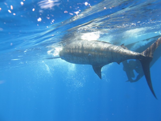 Blue Marlin - Monties - Mahi Mahi 11