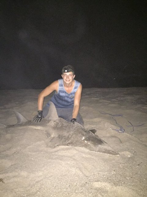 Kalbarri guitarfish