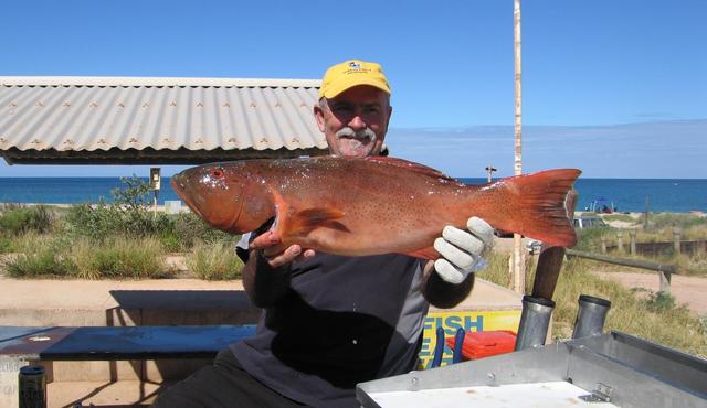 Coral Trout