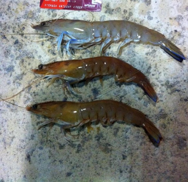 Last Nights Prawns