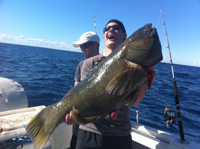 MONSTER blue groper