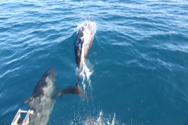 Dophins at Play