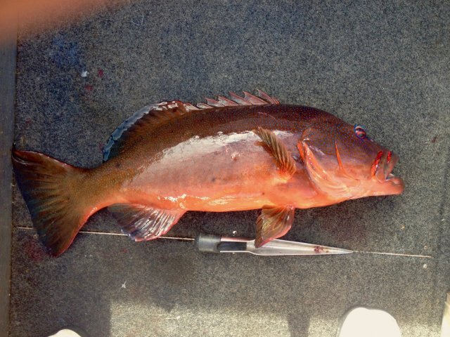 Abrolhos Trout