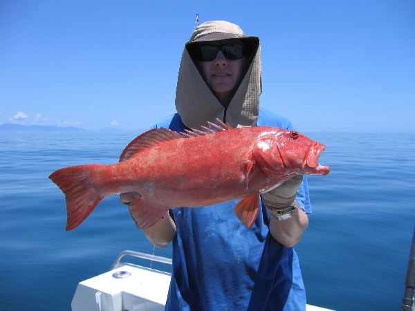 Coral Trout on a hot day