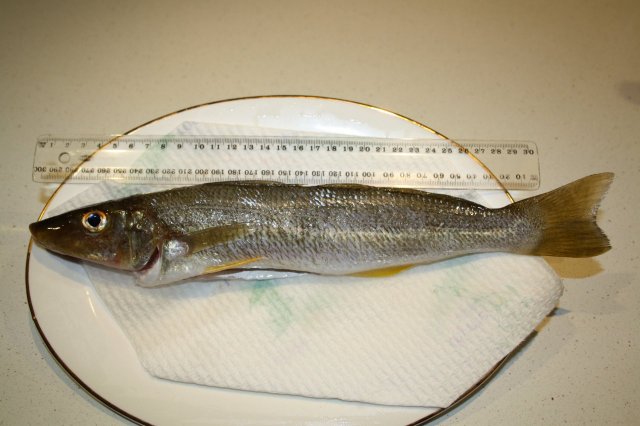 PB Yellowfin Whiting