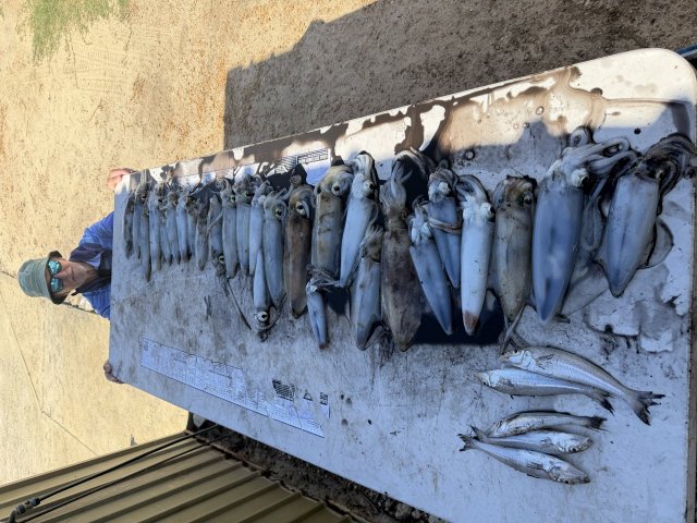 Nth river squid Nth river squid