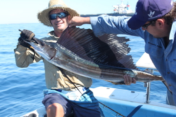 Baby Sailfish