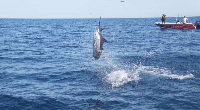 Trent's first marlin and first for Gregg's boat