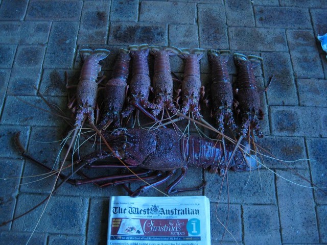 Todays Catch off Mandurah......Crays