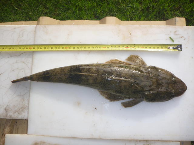 Mandurah flathead