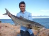 Cobia