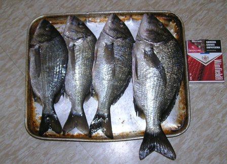 Swan River Bream 11/02/09