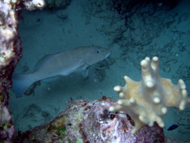 Coral Trout-Barrier Reef Trip