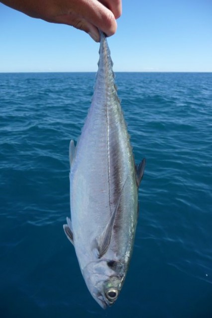 Bullet tuna?