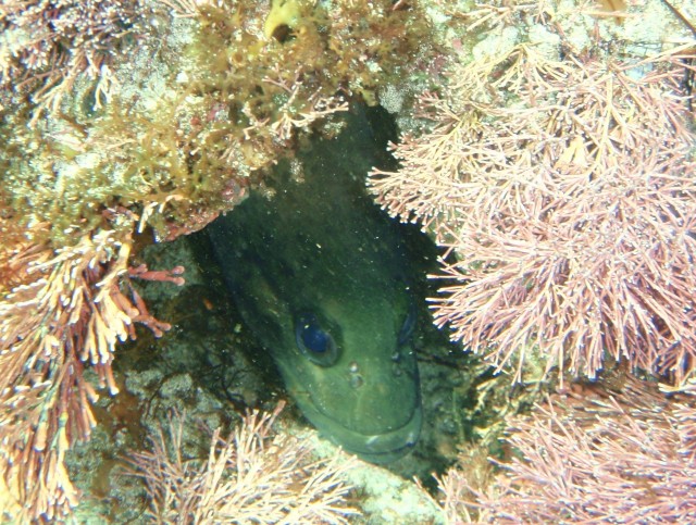 Western Wirrah diving off Kilcarnup