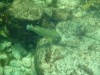 Western Blue Groper diving off Kilcarnup