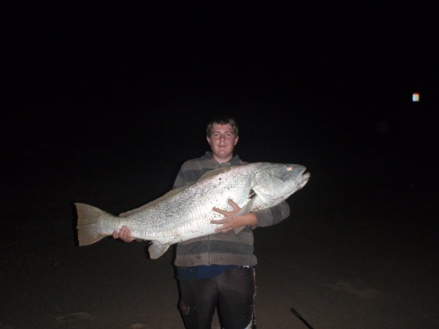 60lbs of mulloway muscle pic2