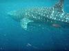 Tim's Whale Shark 01