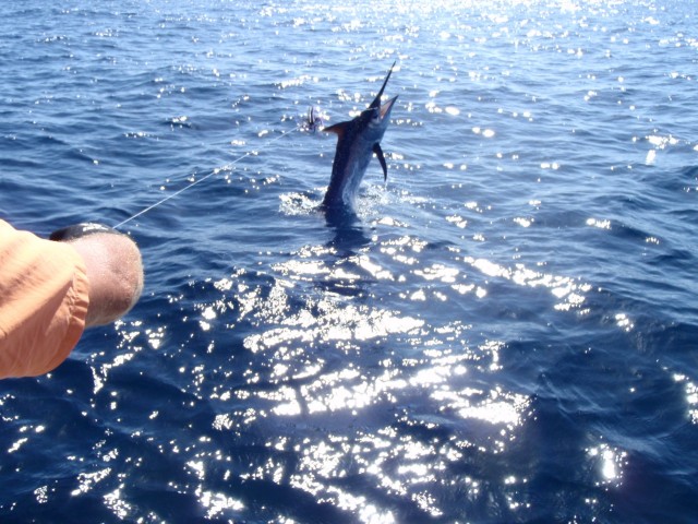 Nath takes the fish of the trip with this 50kg Black on my god dam rod.