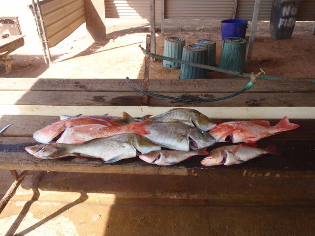 Last days catch 