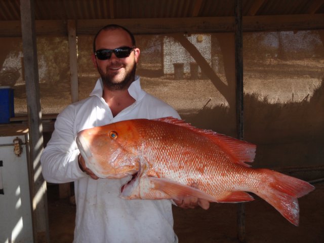 Hatchy's 8kg Red