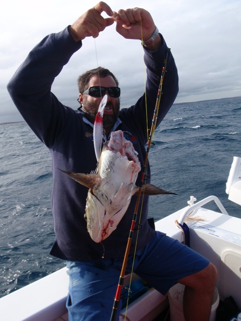 Sharked Cobia