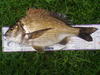 Karlos's Bream (Runner-up) 36 cms!