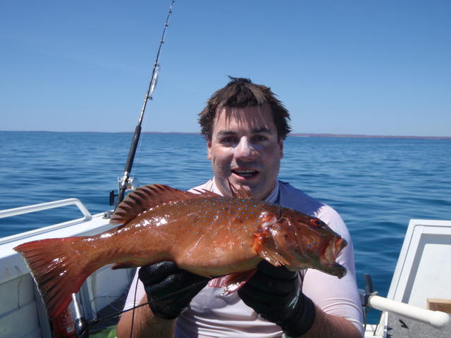 Dampier Trout