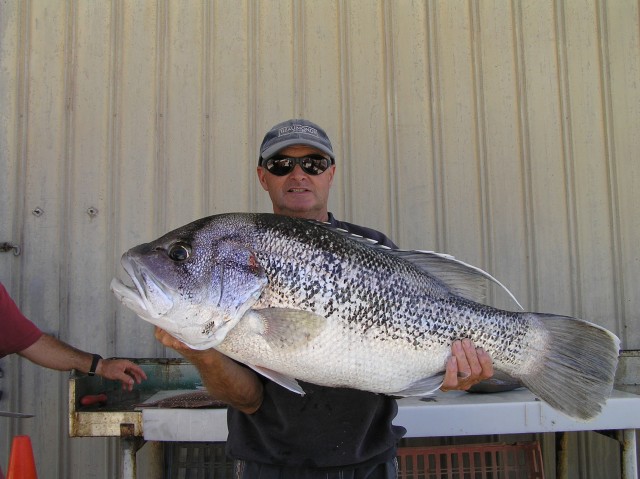 25 kg dhu fish