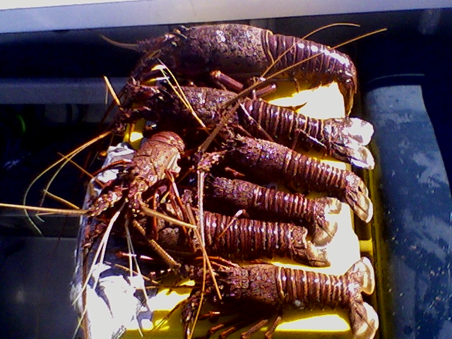 Cray fish off Mandurah