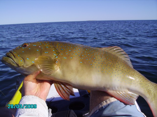 Kayak Coral Trout Kayak Coral Trout