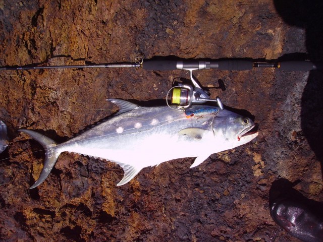 First Pilbara Fish