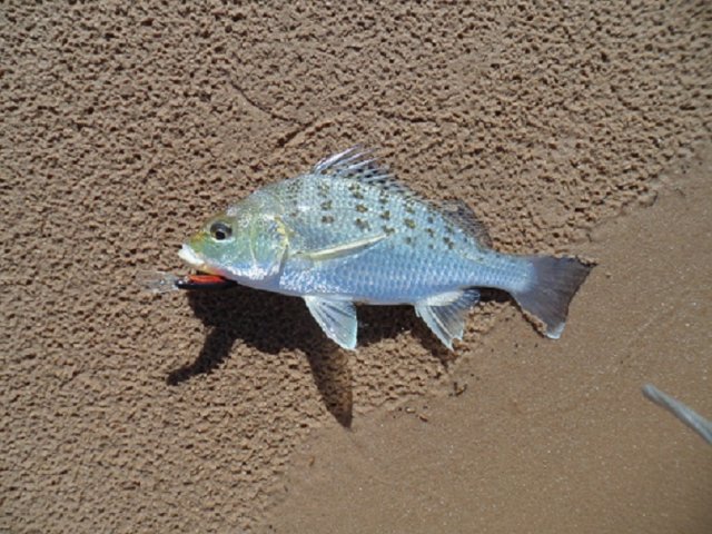 Fish ID