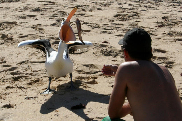 Feeding the wildlife