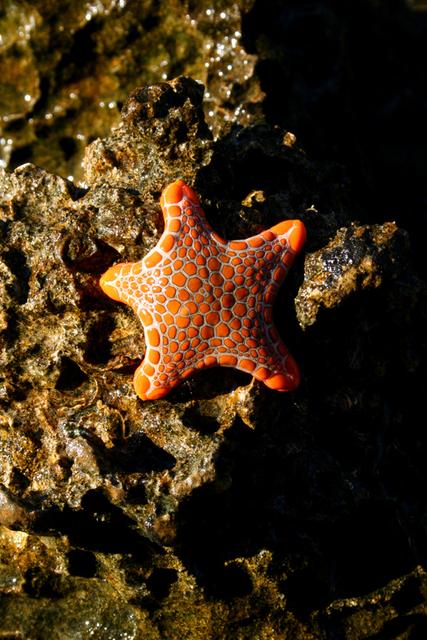 Starfish