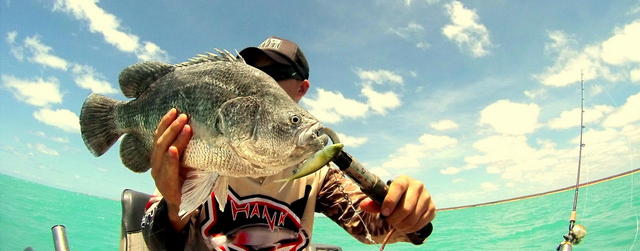 Tripletail..