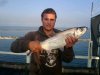 Hervey Bay jetty Tarpon