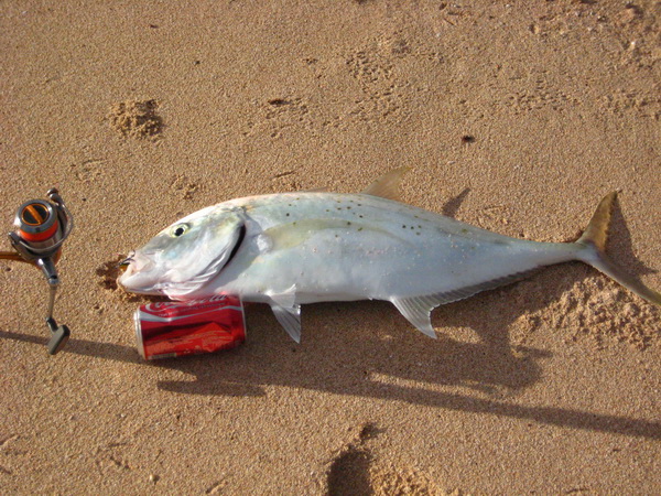 Trevally in Exmouth