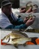 20080726 - Bream Fishing 3