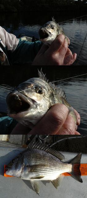 20080726 - Bream Fishing 4