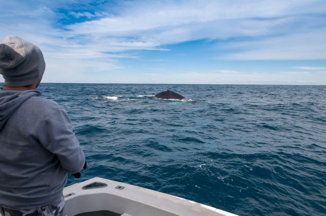 Whales by the boat